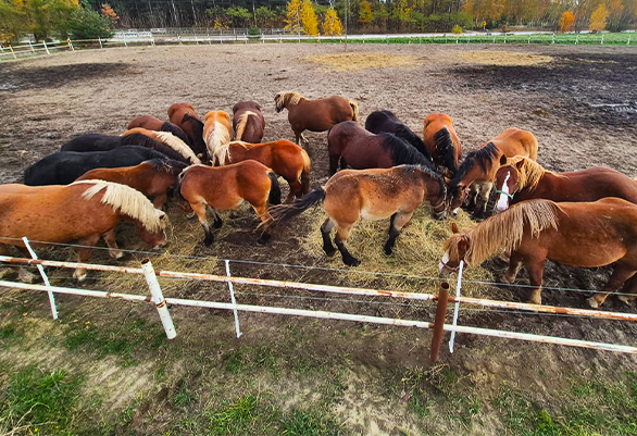 Konie na wybiegu