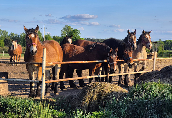Konie ze stadniny na wybiegu
